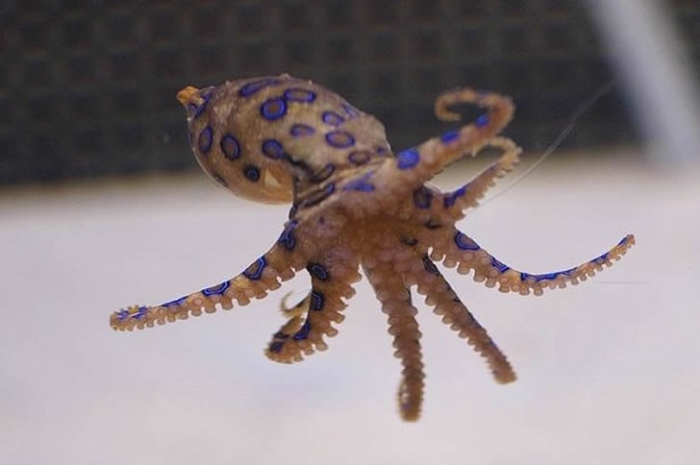 0_Blue-ring-octo.jpg