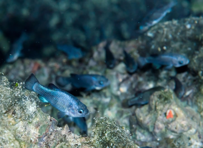 pupfish-page-2018-2-3.jpg