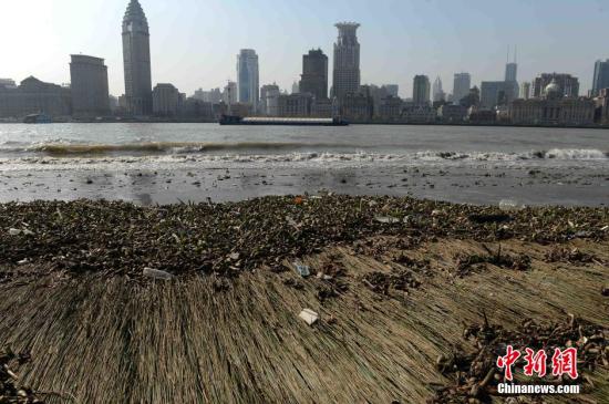 資料圖：2014年12月16日，上海浦東濱江大道灘涂地帶水葫蘆上夾雜的生活垃圾。深冬時節(jié)，隨著黃浦江水位的回落，上海浦東濱江大道段的灘涂上滯留了大面積的水葫蘆，水葫蘆夾雜著各種飲料瓶、白色泡沫等廢棄物形成了壯觀的“垃圾帶”。<a target='_blank'  _fcksavedurl='http://www.chinanews.com/'></table>中新社</a>發(fā) CNSPHOTO 攝