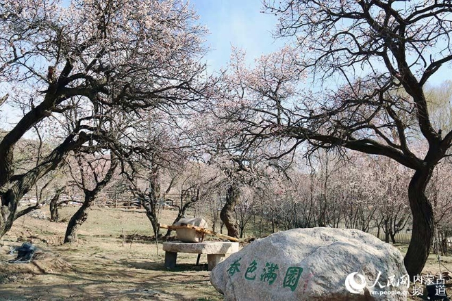 春色滿園。李珍攝